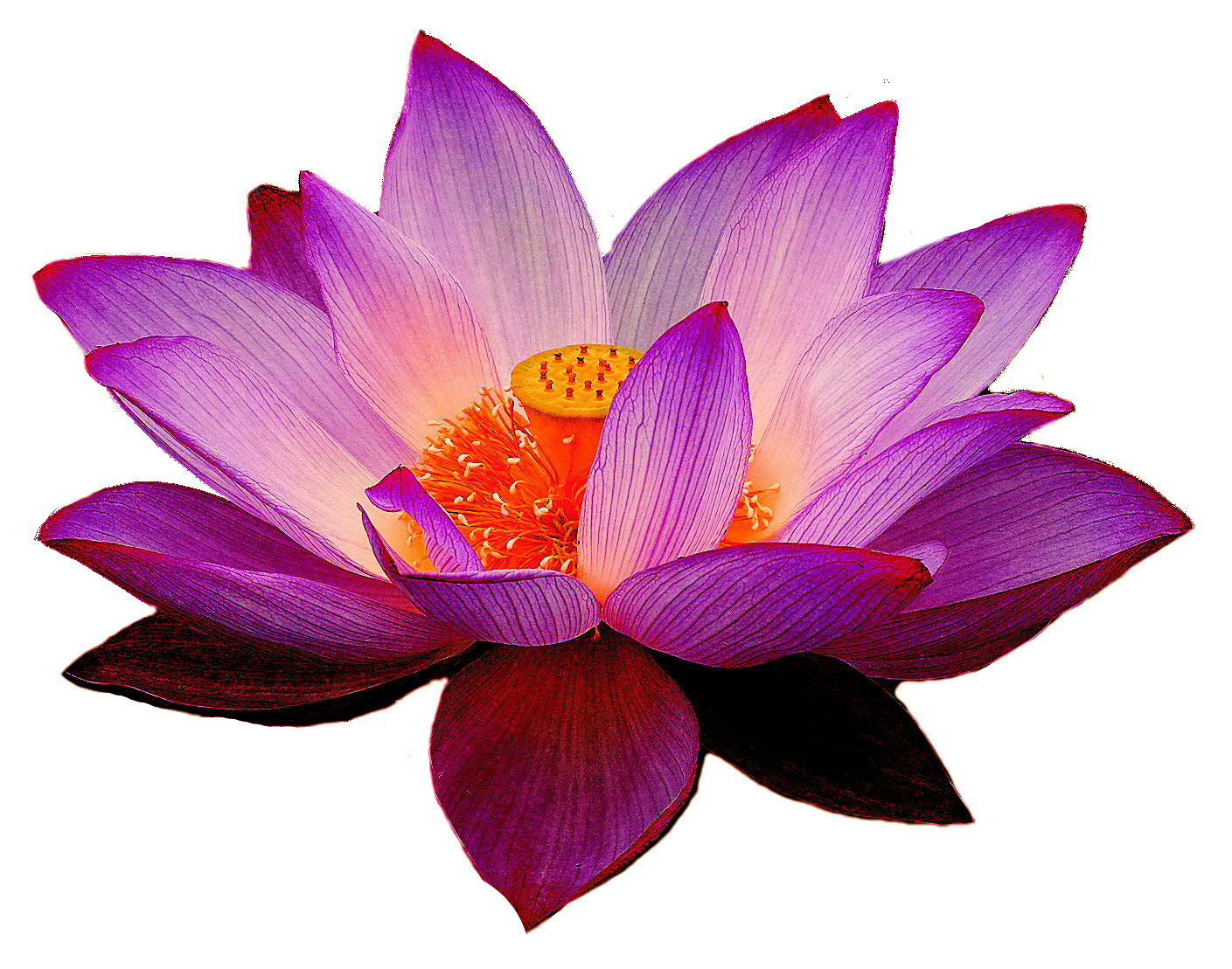 lotus-print-group